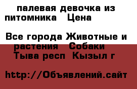 палевая девочка из питомника › Цена ­ 40 000 - Все города Животные и растения » Собаки   . Тыва респ.,Кызыл г.